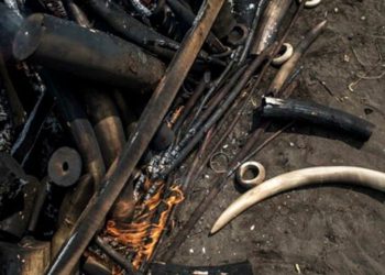 1.5 Tonnes of elephant ivory seized in southeast DR Congo
