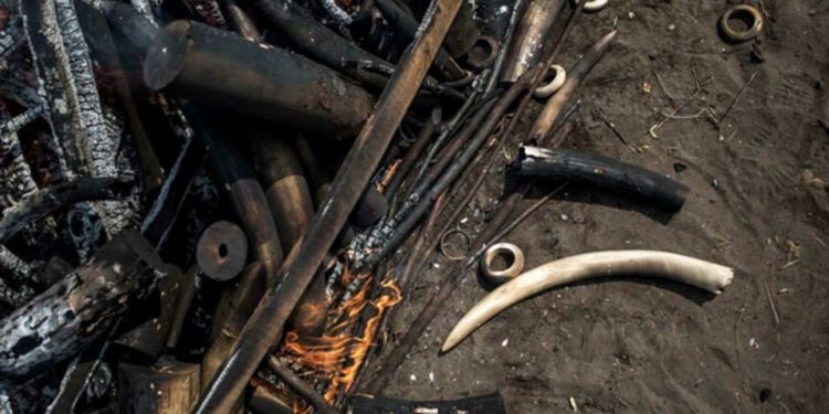1.5 Tonnes of elephant ivory seized in southeast DR Congo