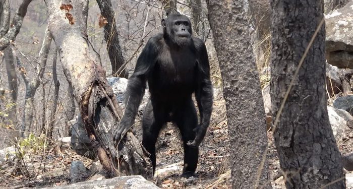 Why humans walk on two legs: a close look at chimpanzees puts some old theories to the test