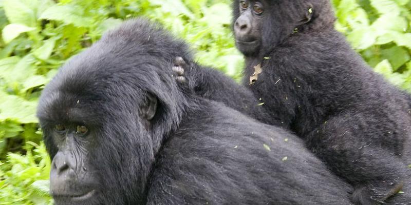 RDC/Sud-Kivu: naissance d’un bébé gorille dans le parc de Kahuzi-Biega