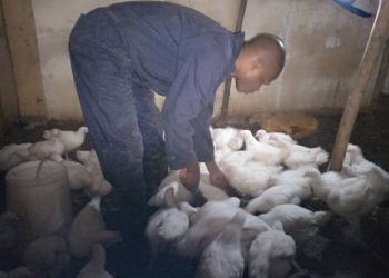 Journée Internationale du travail: à Bukavu, le coordonnateur de DENAVEC-Asbl incite les jeunes congolais à l’entreprenariat