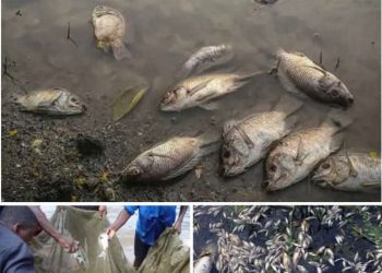 Sud-kivu/Kalehe: présence des poissons morts sur les eaux du lac Kivu