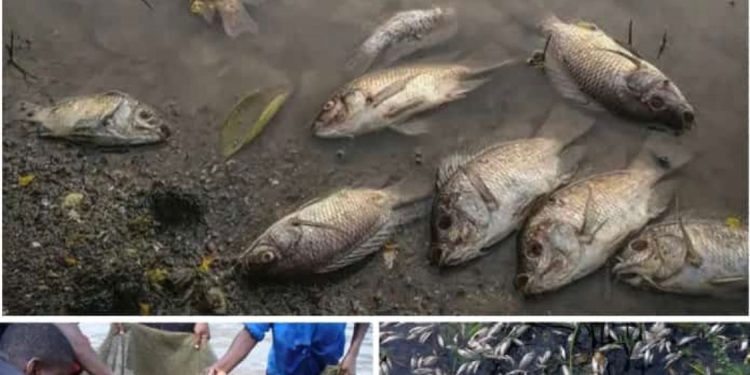 Sud-kivu/Kalehe: présence des poissons morts sur les eaux du lac Kivu