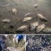 Sud-kivu/Kalehe: présence des poissons morts sur les eaux du lac Kivu