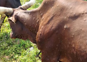 Sud-Kivu : Le mal qui frappe les animaux au Burundi ne reste pas sans conséquences au Sud-kivu.