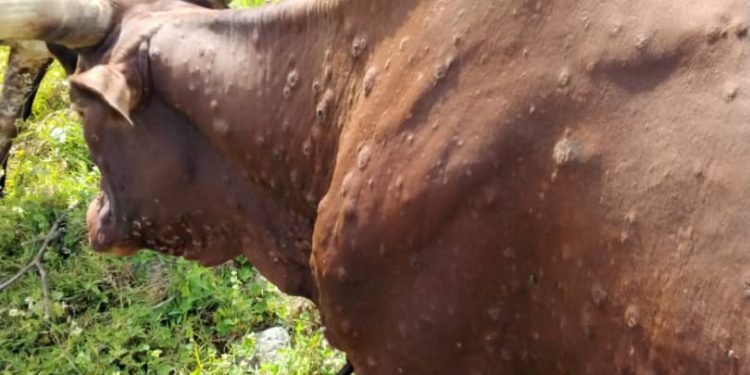 Sud-Kivu : Le mal qui frappe les animaux au Burundi ne reste pas sans conséquences au Sud-kivu.