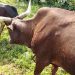 Sud-Kivu : Le mal qui frappe les animaux au Burundi ne reste pas sans conséquences au Sud-kivu.
