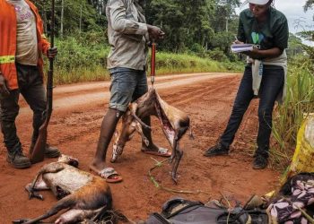 RDC : la Réduction de la consommation de la viande de brousse à Kinshasa est recommandée