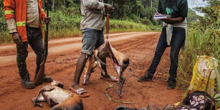 RDC : la Réduction de la consommation de la viande de brousse à Kinshasa est recommandée