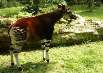 RDC: Problème de cohabitation entre les autochtones et la Rfo, nécessite-t-il un d’un dialogue !?