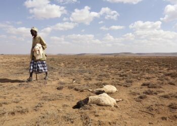 À cause de la sécheresse, Plus de 20 millions de personnes en Afrique sont menacées de la famine.