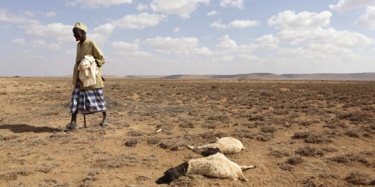 À cause de la sécheresse, Plus de 20 millions de personnes en Afrique sont menacées de la famine.