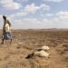 À cause de la sécheresse, Plus de 20 millions de personnes en Afrique sont menacées de la famine.