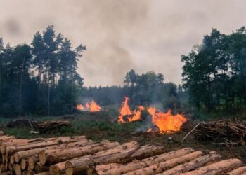 RDC : Quel programme de surveillance de l’état de la biodiversité !?