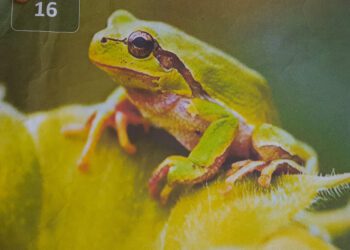 Bukavu : Leptopelis Kivuensis, une espèce d’amphibiens rare à retrouver dans la ville de Bukavu.