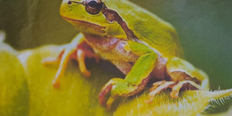 Bukavu : Leptopelis Kivuensis, une espèce d’amphibiens rare à retrouver dans la ville de Bukavu.