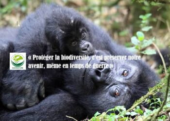 Sud-Kivu: journée mondiale de la vie sauvage, la SDDNature plaide pour la préservation de la biodiversité