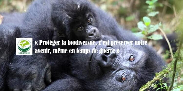Sud-Kivu: journée mondiale de la vie sauvage, la SDDNature plaide pour la préservation de la biodiversité