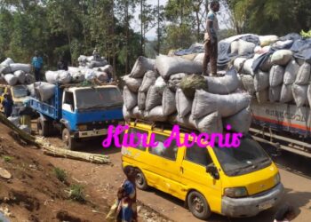 Sud-Kivu/Exploitation illicite des ressources forestières du PNKB: l’Administrateur Adjointe du territoire de Kabare sous l’AFC-M23, Cikuru Barakazika Pascaline donne un dernier avertissement aux destructeurs