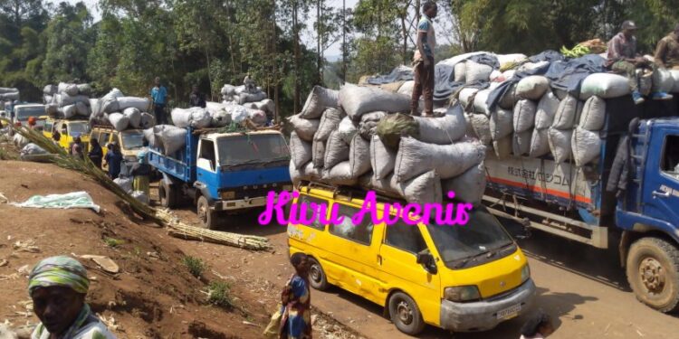 Sud-Kivu/Exploitation illicite des ressources forestières du PNKB: l’Administrateur Adjointe du territoire de Kabare sous l’AFC-M23, Cikuru Barakazika Pascaline donne un dernier avertissement aux destructeurs