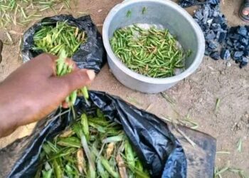 Walungu: La population de Ciherano se réjouit de l’apparition des criquets sauterelles à Nyabangere et Mwimbi