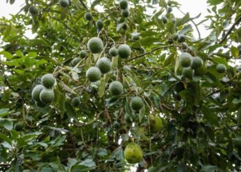 Sud Kivu/Walungu: disparition inquiétante des arbres fruitiers à Ciherano, un patrimoine en péril
