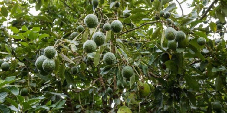 Sud Kivu/Walungu: disparition inquiétante des arbres fruitiers à Ciherano, un patrimoine en péril