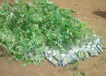 Sud Kivu: Mois Vert à Bukavu, une séance collective de sensibilisation et de plantation d’arbres s’est tenue à l’UEA