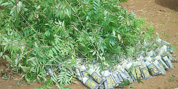 Sud Kivu: Mois Vert à Bukavu, une séance collective de sensibilisation et de plantation d’arbres s’est tenue à l’UEA